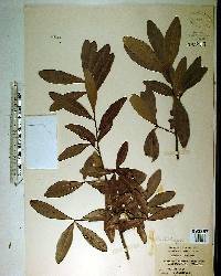 Quercus phellos image