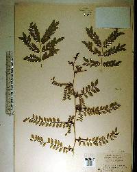 Gleditsia aquatica image