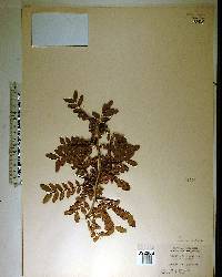 Gleditsia aquatica image