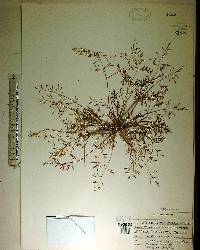 Eragrostis tracyi image