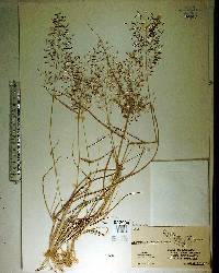 Eragrostis tracyi image