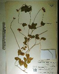 Vigna luteola image