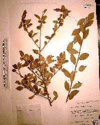 Ilex ambigua image