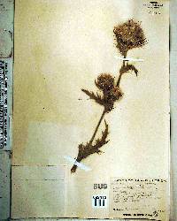 Cirsium horridulum image