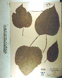 Broussonetia papyrifera image