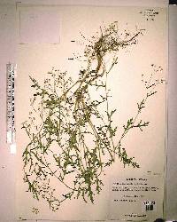 Parthenium hysterophorus image