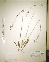 Lobelia paludosa image