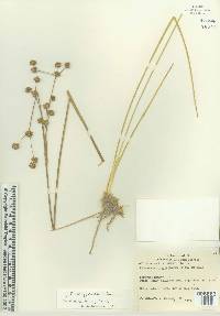 Juncus scirpoides image