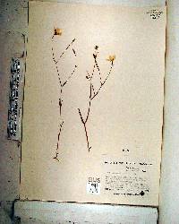 Sabatia campanulata image