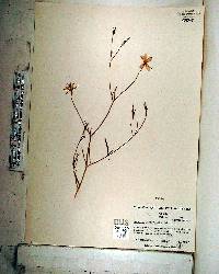 Sabatia campanulata image