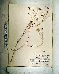 Sabatia campanulata image