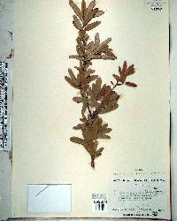 Quercus virginiana image