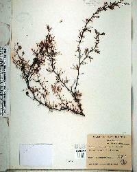 Acacia pinetorum image