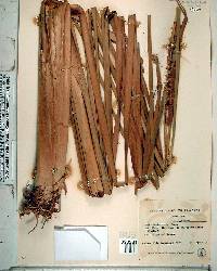 Typha domingensis image