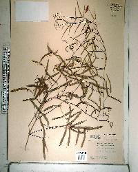 Galactia pinetorum image