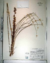 Liatris tenuifolia image