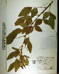 Desmodium tortuosum image