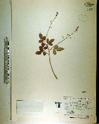 Desmodium tortuosum image