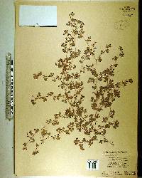 Desmodium triflorum image