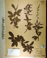 Desmodium incanum image