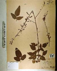 Desmodium floridanum image