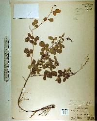 Desmodium incanum image