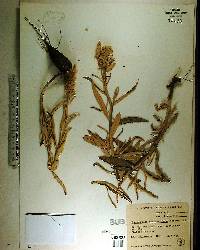 Pterocaulon pycnostachyum image