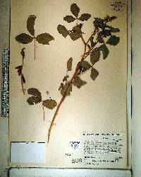 Crotalaria incana image