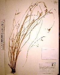 Scleria reticularis image