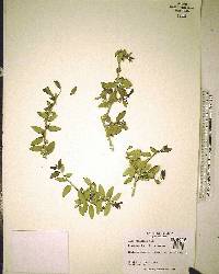 Ilex vomitoria image