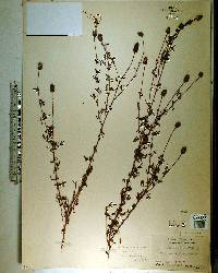 Dalea carnea image