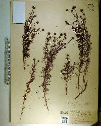 Dalea feayi image