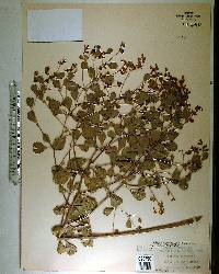 Psoralea canescens image