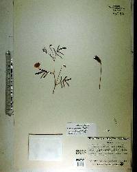 Neptunia pubescens image