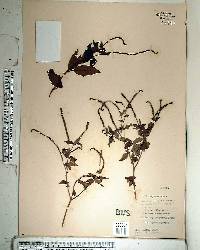 Heliotropium angiospermum image