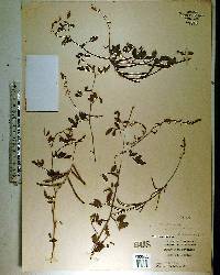 Indigofera trita image