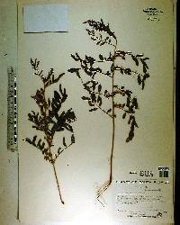 Indigofera caroliniana image