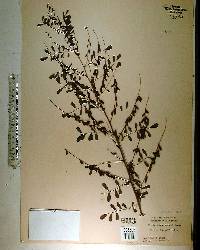 Indigofera caroliniana image