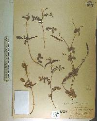 Tephrosia chrysophylla image