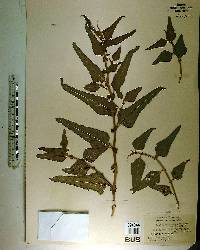 Crotalaria verrucosa image