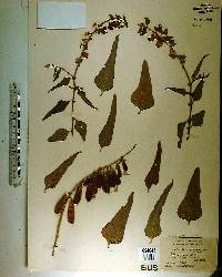 Crotalaria verrucosa image