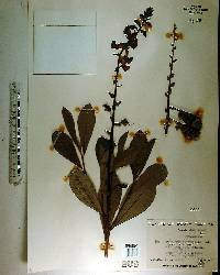 Crotalaria spectabilis image