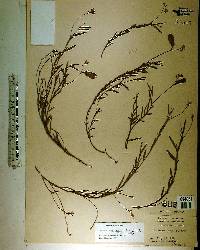 Crotalaria rotundifolia image