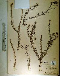 Heliotropium polyphyllum image