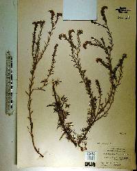 Heliotropium polyphyllum image