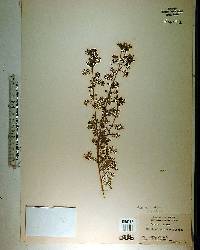 Lepidium didymum image