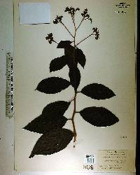 Tournefortia hirsutissima image