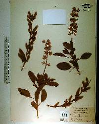 Lupinus diffusus image