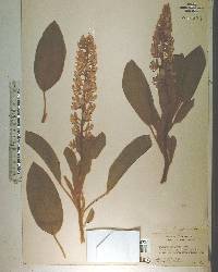 Lupinus diffusus image