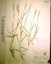 Panicum repens image